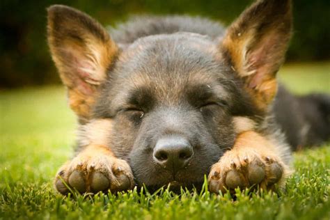 How Much Sleep Should a German Shepherd Have? - Embora Pets