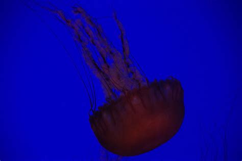 Jelly Fish, Ripley's Aquarium, Toronto, Ontario | Ripley aquarium ...