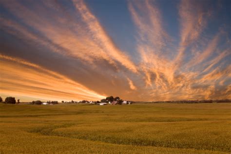 Iowa Corn Field Sunset Stock Photo - Download Image Now - iStock