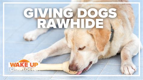 Are Rawhide Chews Safe For Dogs