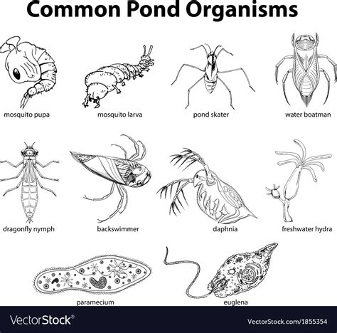 Common pond organisms Royalty Free Vector Image