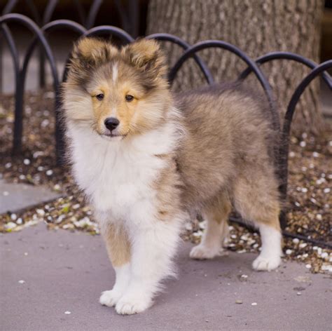 collie dogs breed | cute puppy pictures | cute dogs pictures | cute dog pictures | cute dog ...