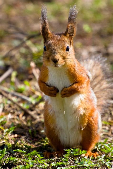 Squirrel standing up by Dmitri Gomon on 500px | Squirrel, Animals, Chipmunks