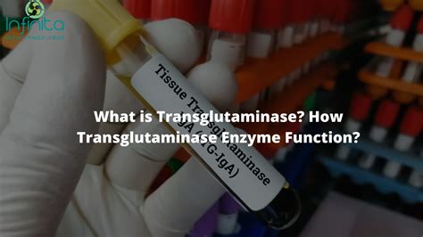 What is Transglutaminase? How Transglutaminase Enzyme Function?