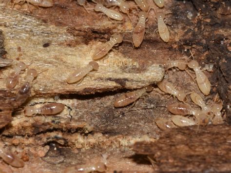 Subterranean Termites: Damage, Prevention, & Control: NPMA