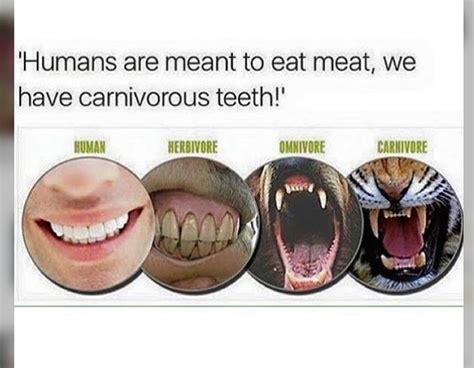 Carnivore Diet Teeth - contoh banner dimsum