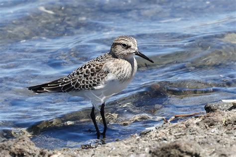 eBird Checklist - 8 Aug 2022 - Salt Pond A13 - 7 species