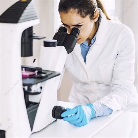 Scientist using light microscope - Stock Image - F024/6235 - Science Photo Library