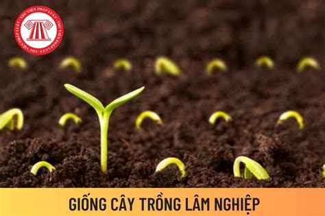 Mẫu Bảng kê giống cây trồng lâm nghiệp đối với hạt giống mới nhất? Tổ ...