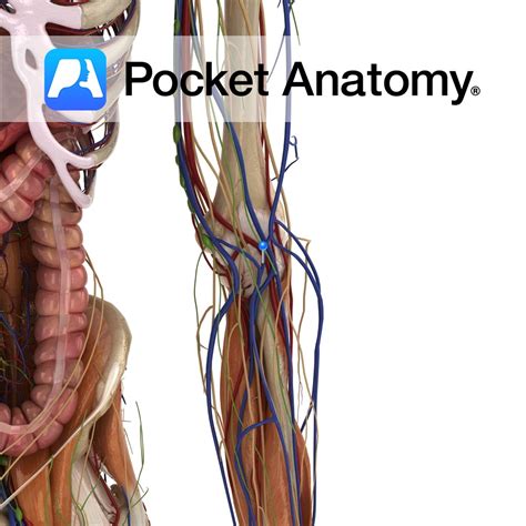 Intermediate cephalic vein - Pocket Anatomy