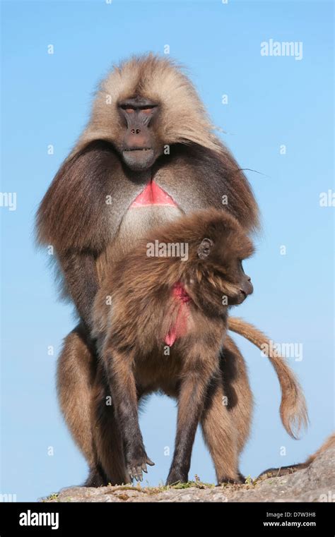 Mating Gelada baboons (Theropithecus Gelada), Simien Mountains National Park, Amhara region ...