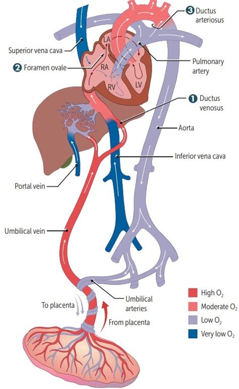 Cardiovascular System - Dr. Paul Mirdamadi DDS