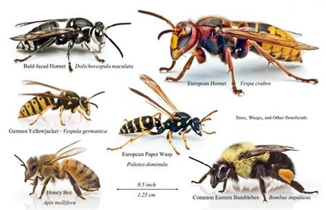 difference-between-wasps-bees-hornets-yellow-jackets | Honey bee swarm, Types of bees, Carpenter bee