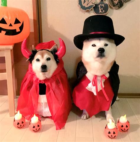 Shiba Inu Halloween Costume - Asia Trend