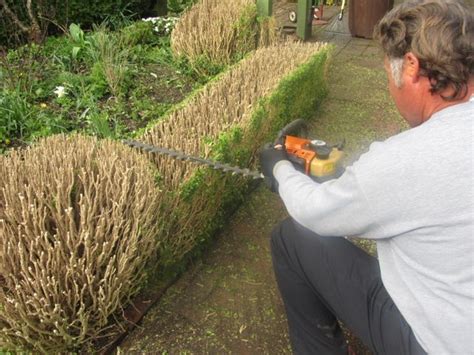 lord & schryver conservancy | pruning boxwood hedges | Gaiety Hollow ...