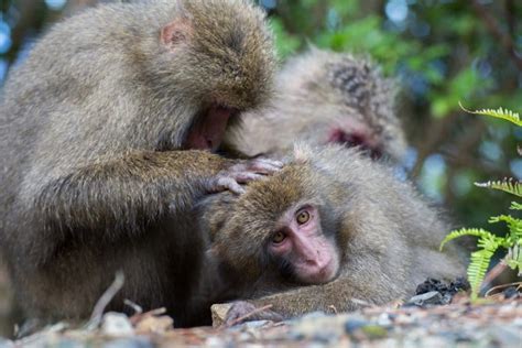 Brains over brawn: Mating strategies in Japanese macaques - Research ...