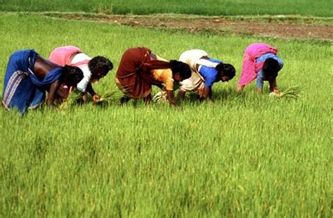 Agriculture Industry In India | Agriculture Business