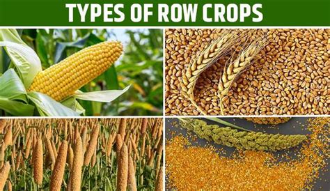 Row Crop Tractor Uses and Benefits in Indian Agriculture