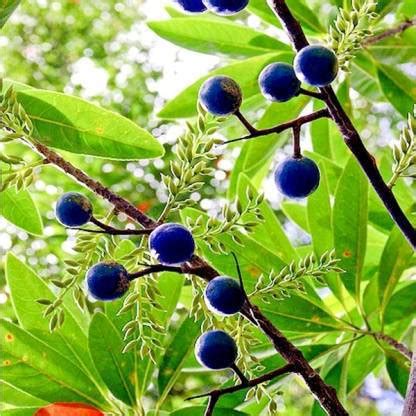 Rudraksha Tree, Religious Significance, Uses & Seeds