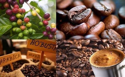 Vietnam coffee exports hit three-year record high