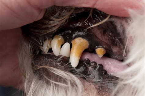 Le détartrage des dents du chien - Yummypets