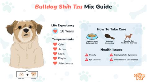 Bulldog Shih Tzu Mix - Your Complete Breed Guide - The Goody Pet