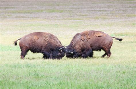 Yellowstone Wildlife Safari Tour - Yellowstone National Park Wildlife