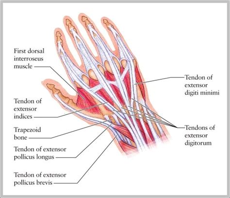 Wrist Tendons Anatomy Image | Anatomy System - Human Body Anatomy ...