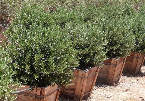 The dwarf olive works beautifully as an accent shrub or foundation ...