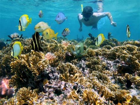 Snorkeling in Jamaica? Here Are The Best Jamaica Snorkeling Tours