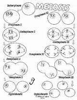 MEIOSIS COLORING PAGES By Hoosier Science Marketplace  TpT sketch template