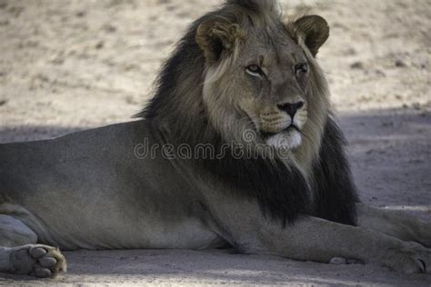 Male Kalahari Lion with Black Mane at Kgalagadi National Park Stock ...