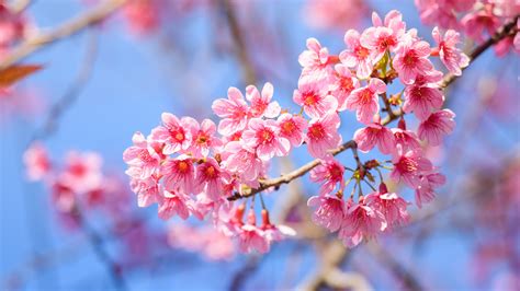 Image Sakura Pink color flower Branches Closeup Flowering 3840x2160