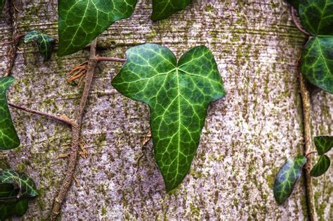 Premium Photo | Forest ivy on the tree bark