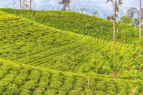 Sri Lanka: Highland Ceylon Tea Fields in Ella Stock Image - Image of ceylon, highland: 84577067