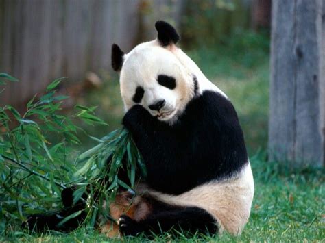 Here's a baby panda eating grass. | Panda bear, Panda bears wallpaper ...