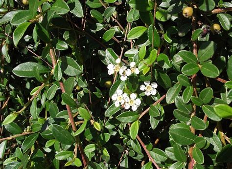 Lowfast Cotoneaster – WholesalePlantDelivery.com