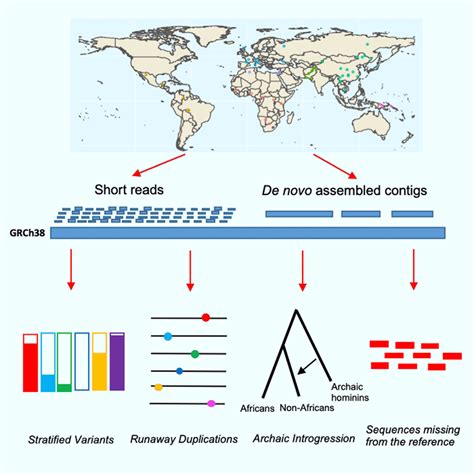 Researchers Identify 126,018 Human Genetic Variations | Sci.News