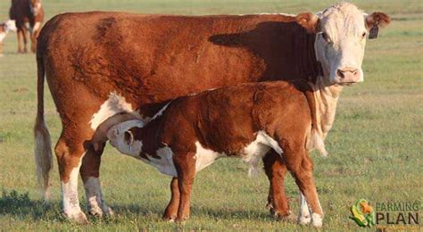 Hereford Cattle: A British Beef Cattle Breed - Farming Plan