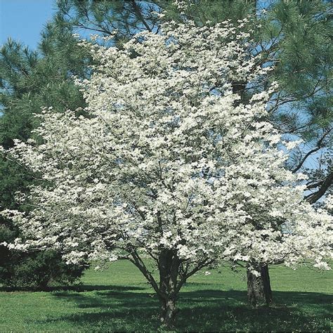 6-Gallon White Dogwood Flowering Tree in Pot (With Soil) (L1053) in the Trees department at ...