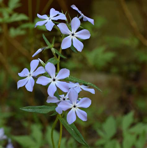 The soft blue colors of... - Georgia Native Plant Society