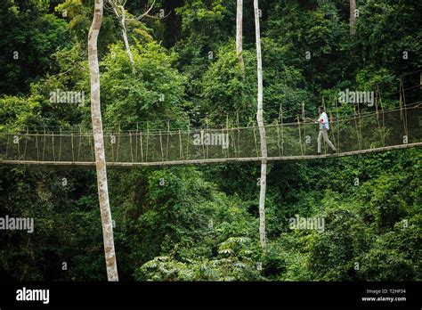 Kakum National Park Canopy Walk