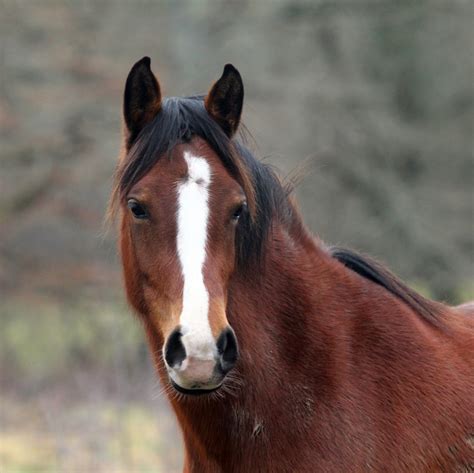 TimboBaggins Abroad: Breton Horses