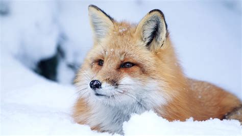 35 Winter Fox Wallpapers - Wallpaperboat