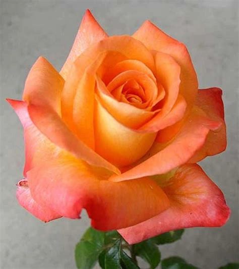 12 Best images about ROSES - PEACH COLORED on Pinterest | Beautiful, Colors and Peach delight