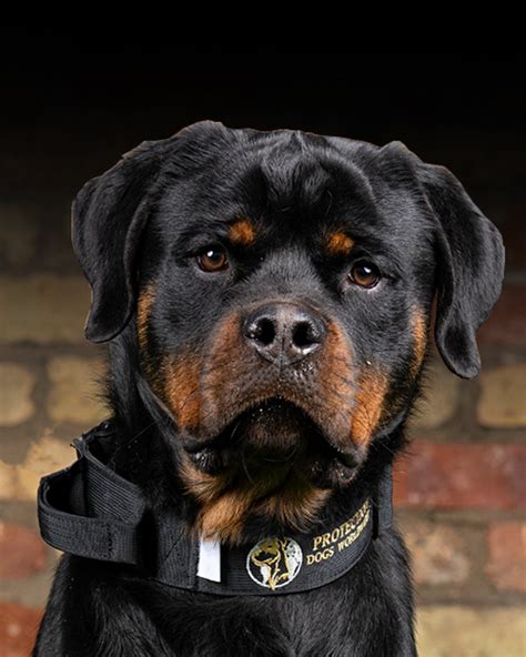 Trained Rottweiler Personal & Family Protection Dogs for Sale Uk