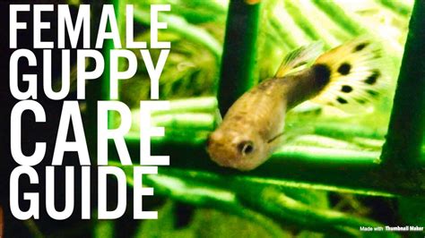 New Guppy Fish Care Guide (Females) – HousePetsCare.com