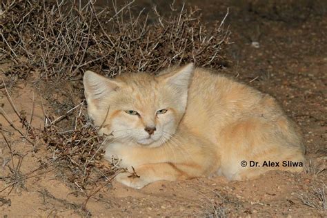 Sand Cats of the Sahara Desert - International Society for Endangered ...