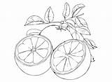 Grapefruit Halves Coloring Page  Free Printable Pages sketch template