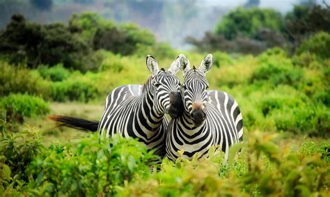 Zebras in Africa – Round the World Magazine